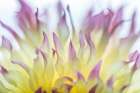 USA, Washington State, Seabeck. Dahlia blossom abstract. Art Print